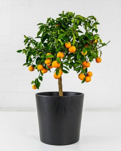 calamondin orange tree