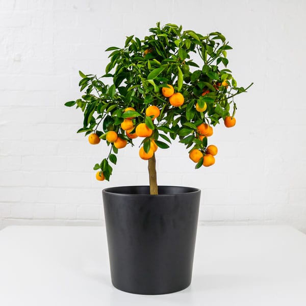calamondin orange tree calamondin orange tree