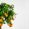 calamondin orange tree indoor fruit plant