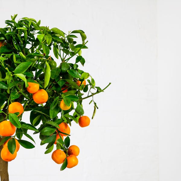 calamondin orange tree indoor fruit plant
