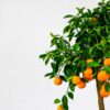 calamondin orange tree