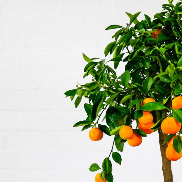 calamondin orange tree