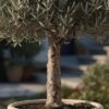 potted Mediterranean plant