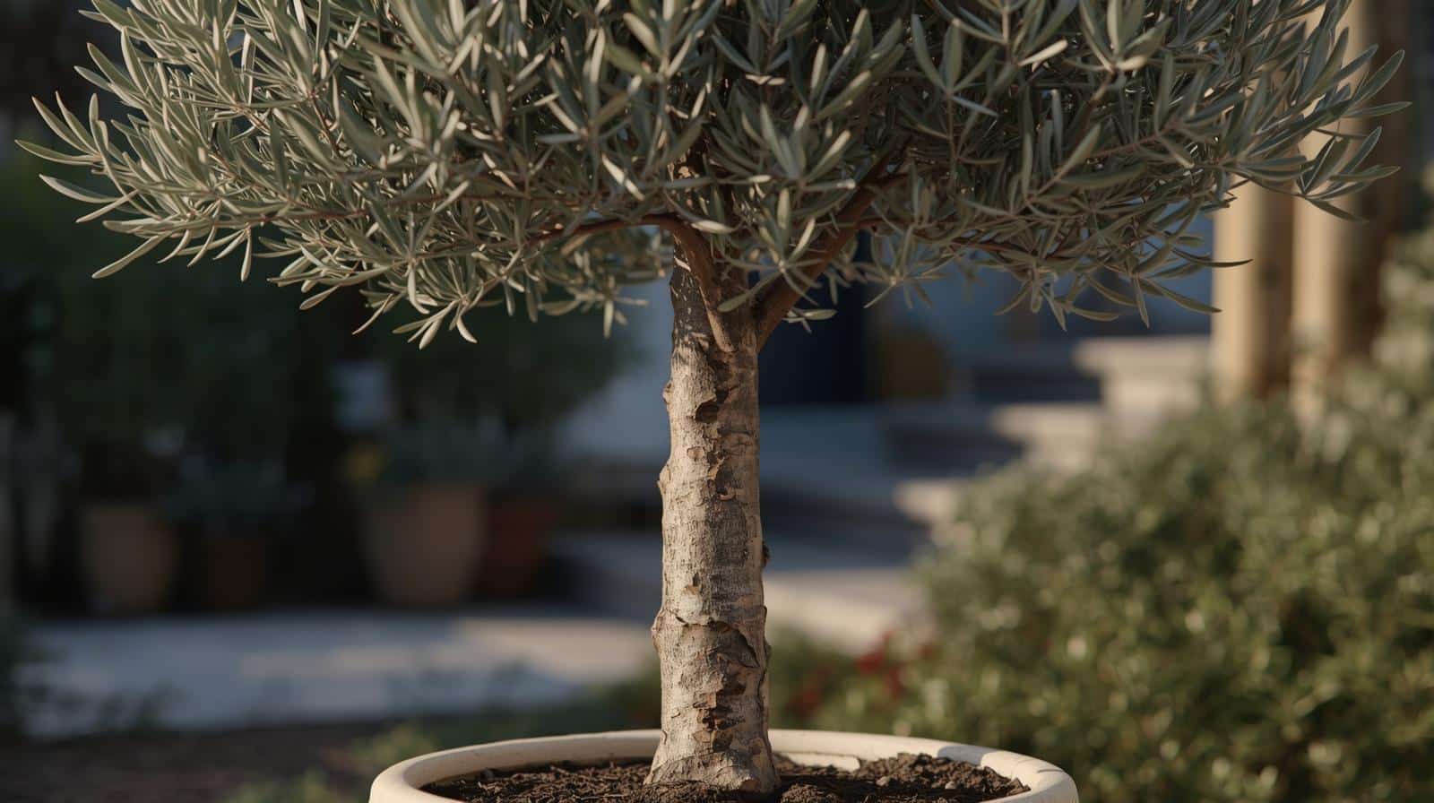 potted Mediterranean plant