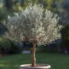 Make me a high quality picture of a full 100cm Olea Europaea Tree on one stem, outside in the garden in a decor pot Olea europaea olive tree on one stem in a decorative garden pot