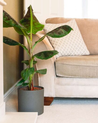 banana plant musa dwarf cavendish