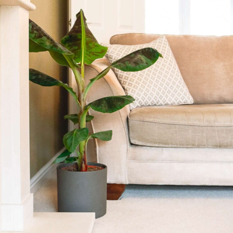 banana plant musa dwarf cavendish