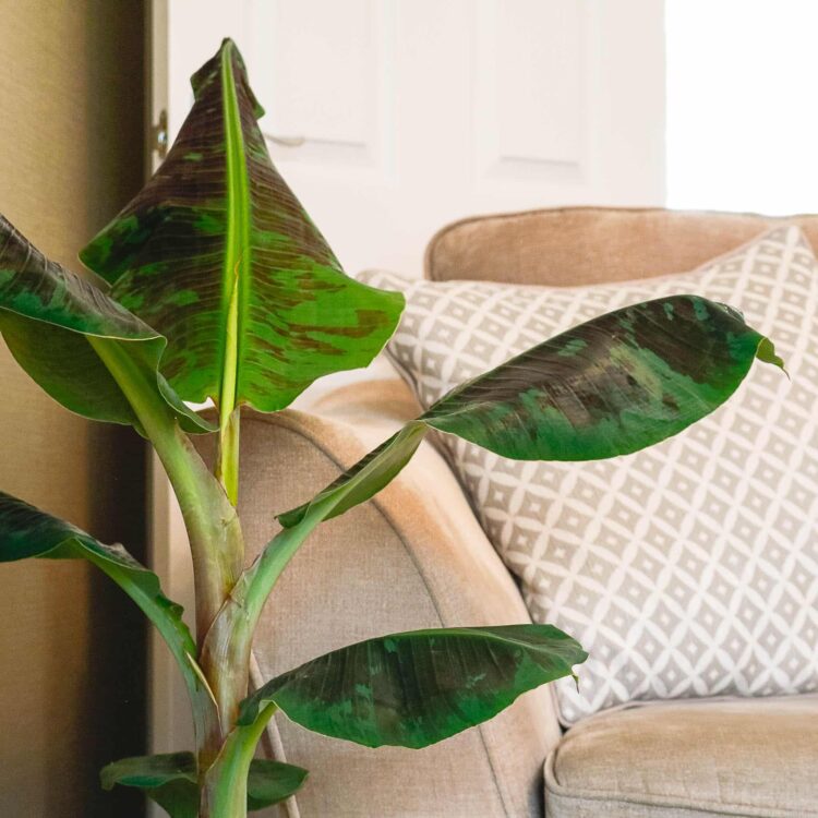 banana plant musa dwarf cavendish
