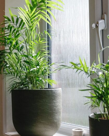 parlour palm chamaedorea elegans house plant indoor uk