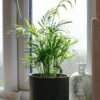 parlour palm chamaedorea elegans house plant indoor uk