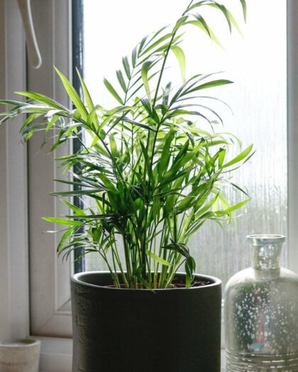 parlour palm chamaedorea elegans house plant indoor uk