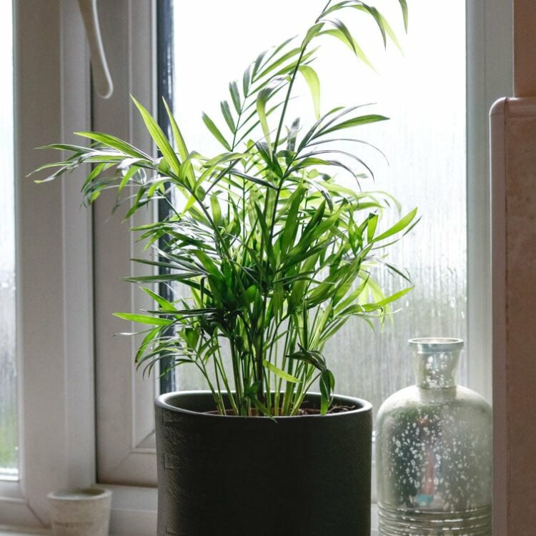 parlour palm chamaedorea elegans house plant indoor uk