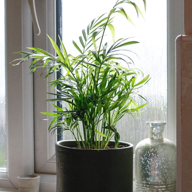 parlour palm chamaedorea elegans 3 parlour palm chamaedorea elegans house plant indoor uk