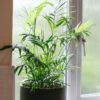 parlour palm chamaedorea elegans house plant indoor uk