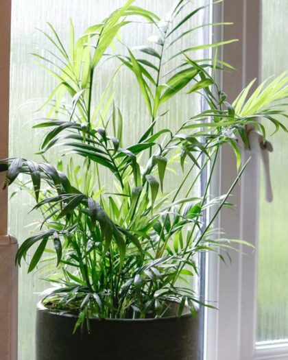 parlour palm chamaedorea elegans house plant indoor uk
