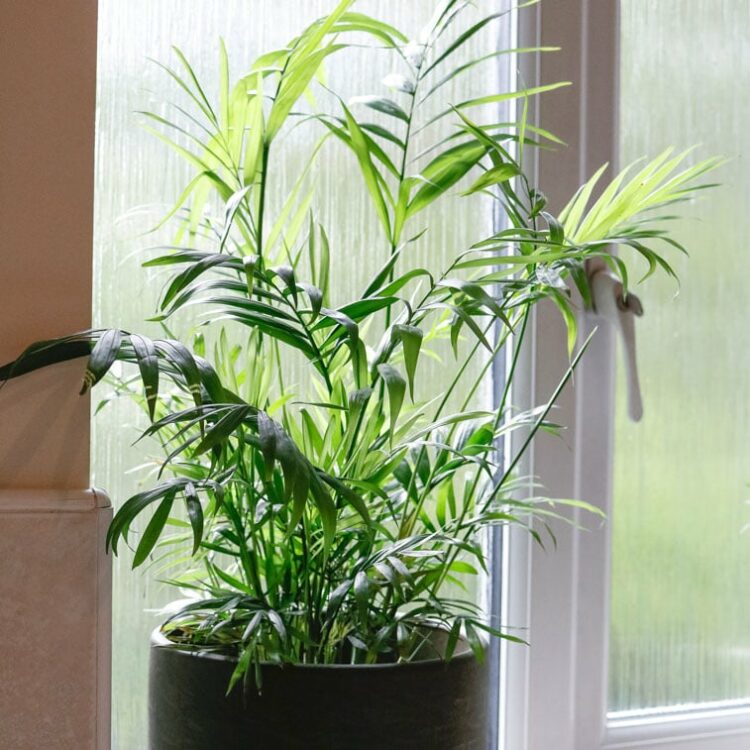 parlour palm chamaedorea elegans house plant indoor uk