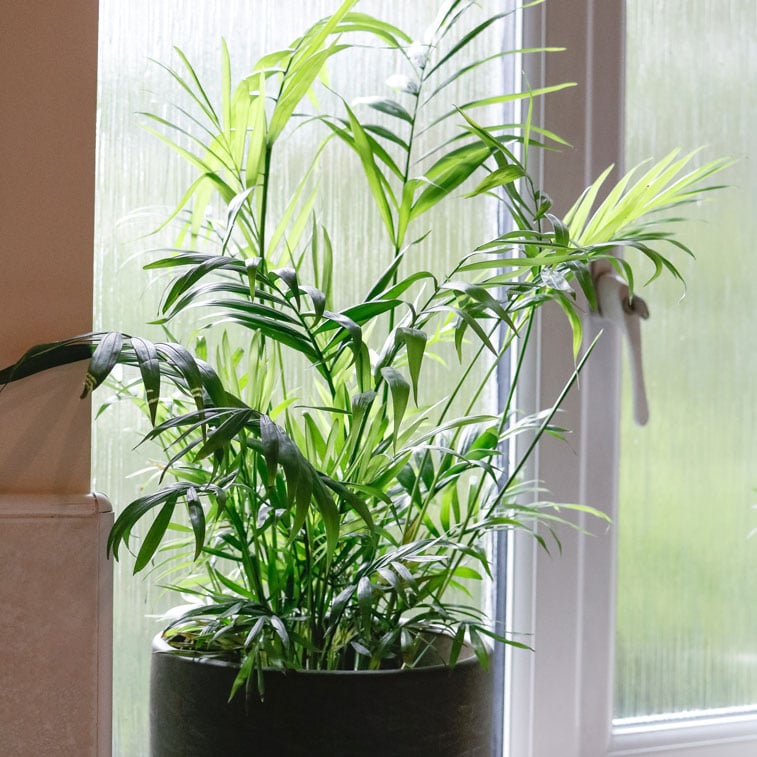 parlour palm chamaedorea elegans 4 parlour palm chamaedorea elegans house plant indoor uk