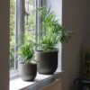 parlour palm chamaedorea elegans house plant indoor uk