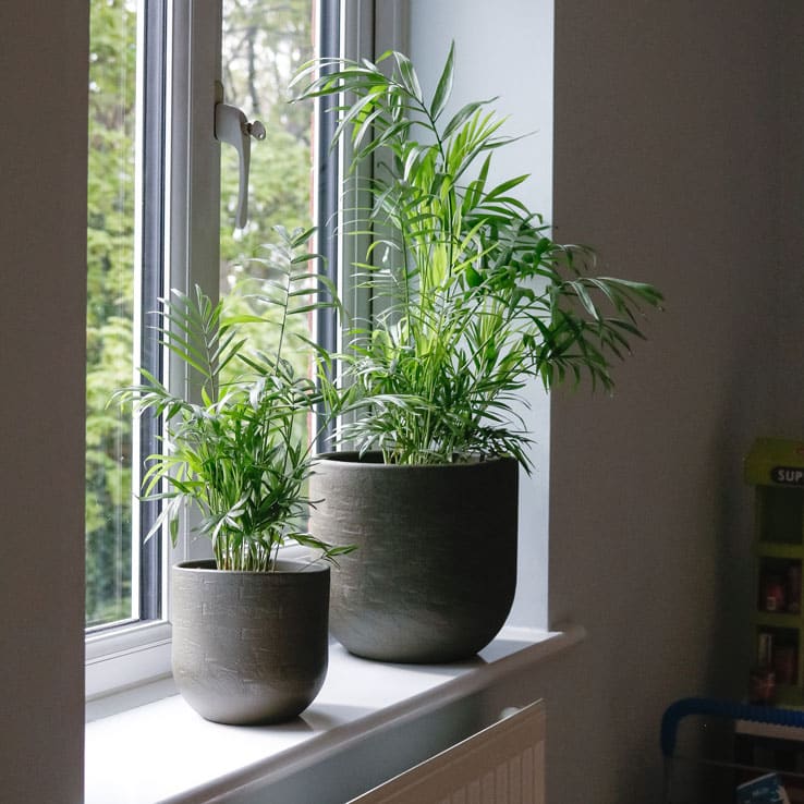 parlour palm chamaedorea elegans house plant indoor uk