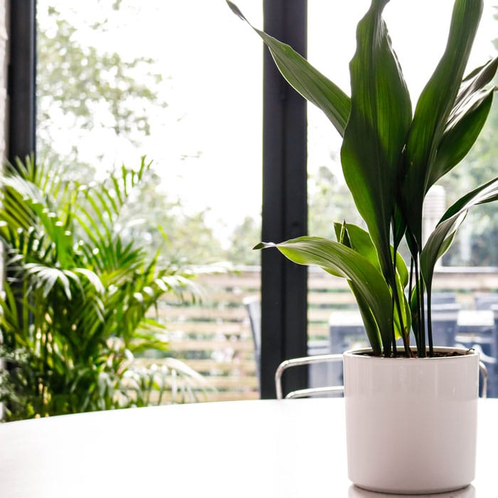 unkillable houseplants