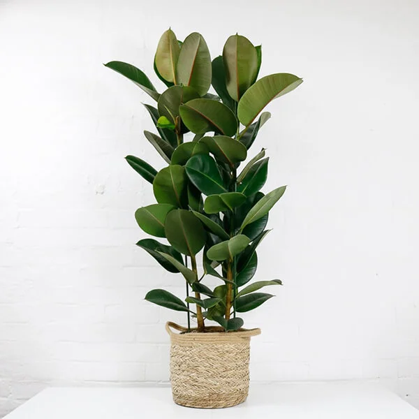 large rubber plant ficus elastica 1