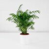 parlour palm chamaedorea elegans touffe