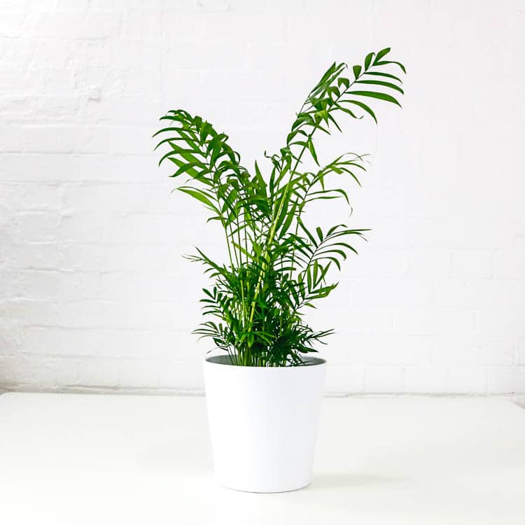 parlour palm chamaedorea elegans