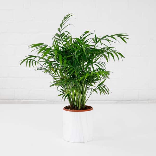parlour palm chamaedorea elegans touffe