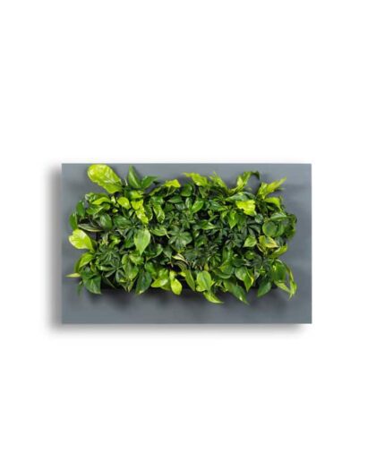 Living Wall