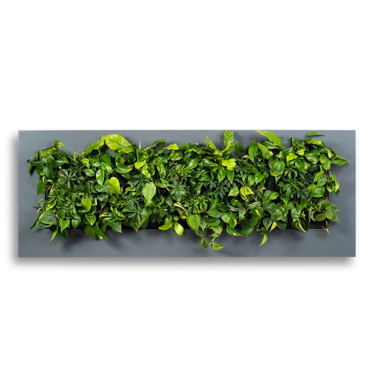 living picture frame 4 charcoal