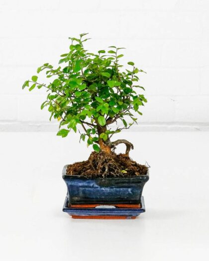 Sweet Plum Bonsai Tree Sageretia Theezans