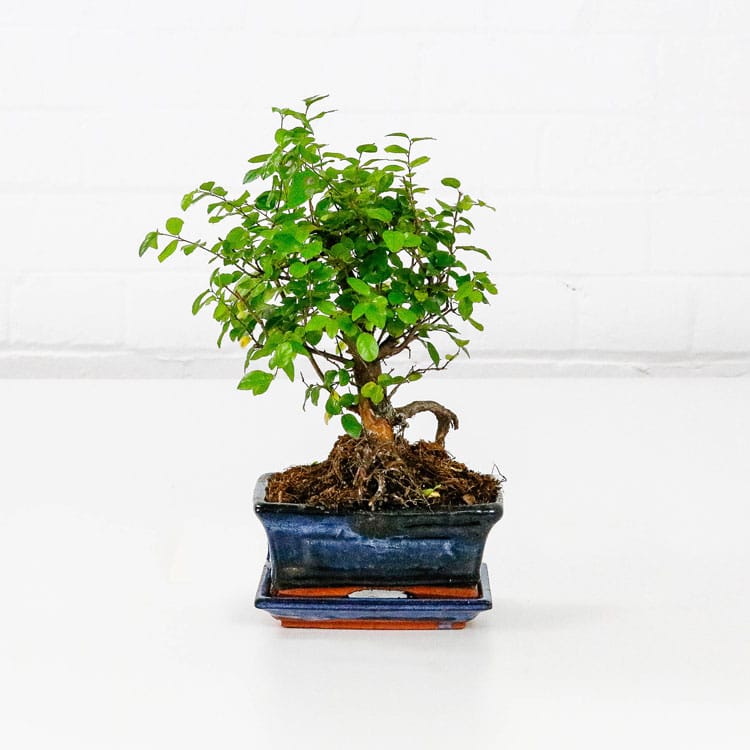 Sweet Plum Bonsai Tree Sageretia Theezans