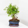 Sweet Plum Bonsai Tree Sageretia Theezans