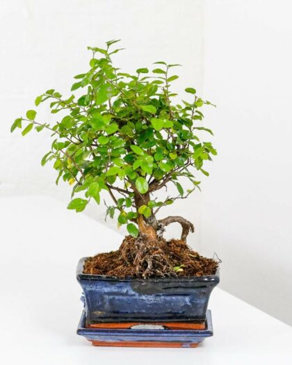 Sweet Plum Bonsai Tree Sageretia Theezans