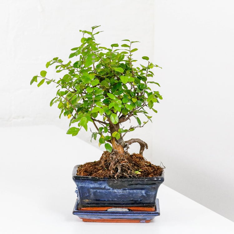 Sweet Plum Bonsai Tree Sageretia Theezans
