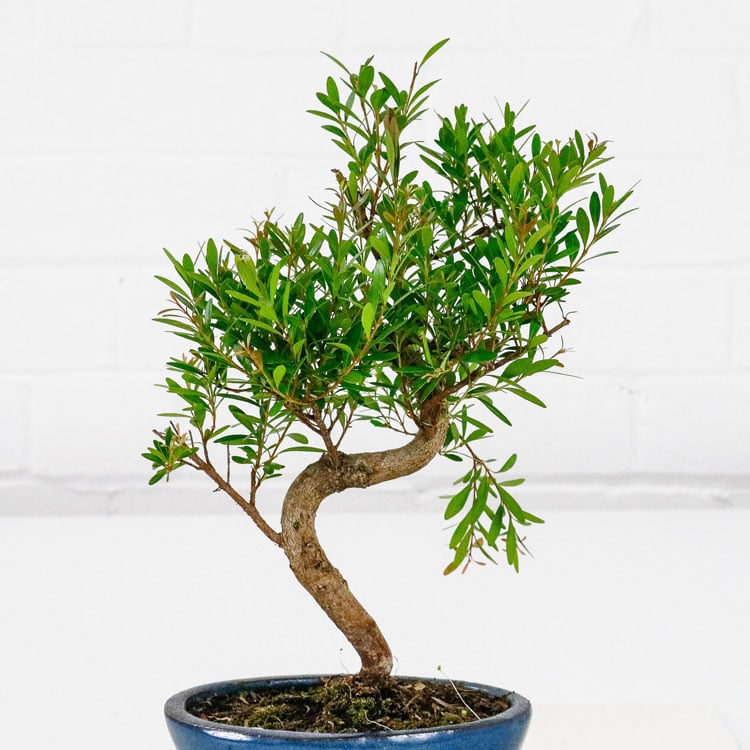 Cherry Brush Bonsai Tree Syzygium