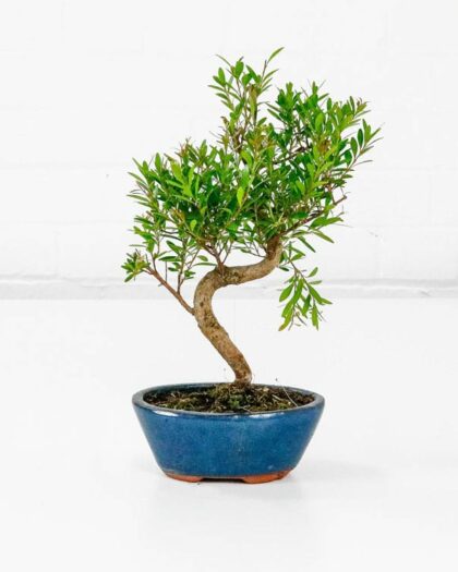 Cherry Brush Bonsai Tree Syzygium