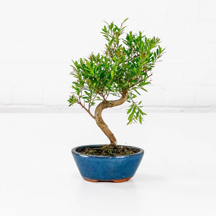 Cherry Brush Bonsai Tree Syzygium