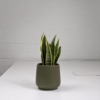 Untitled design-41 Snake Plant