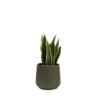 Untitled design-42 Snake Plant