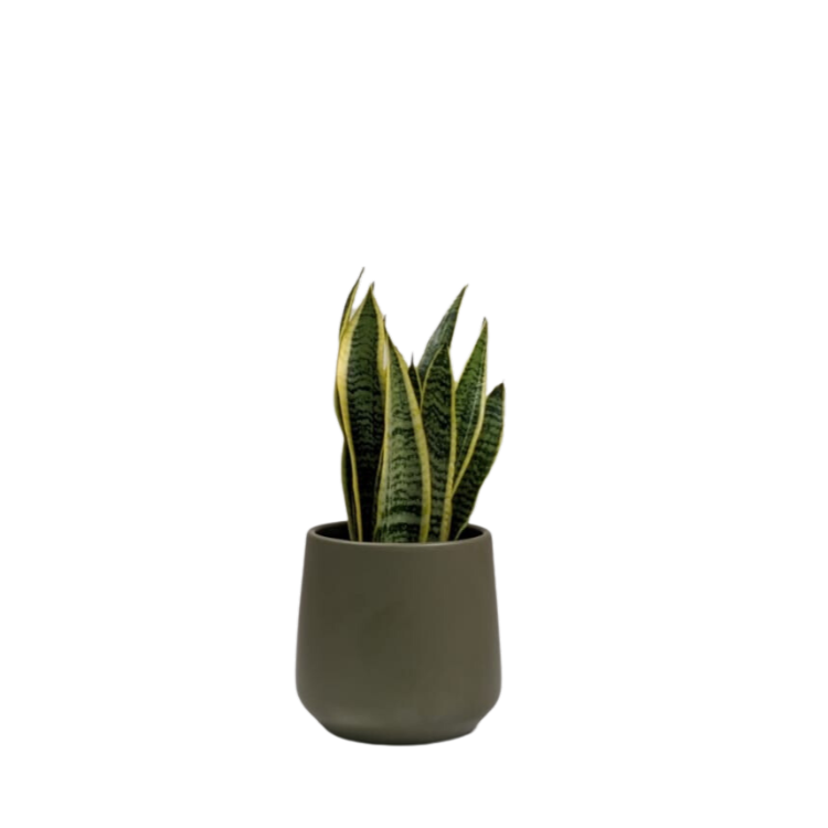 Untitled design-42 Snake Plant