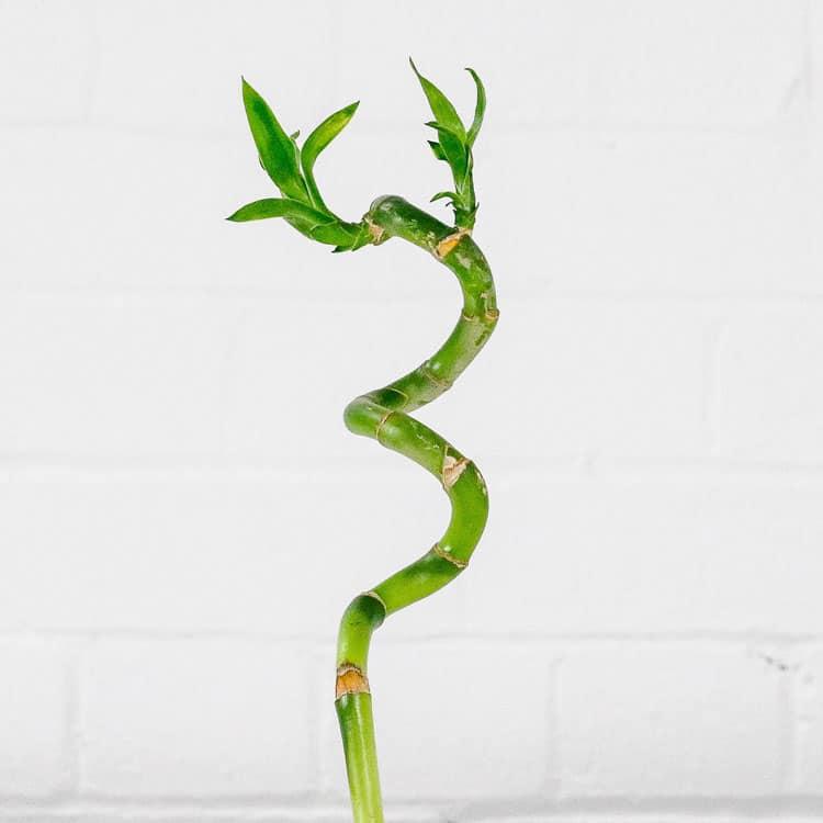 lucky bamboo twisted long stem dracaena sanderiana