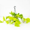neon pothos hanging plant in basket indoor house neon pothos epipremnum aureum