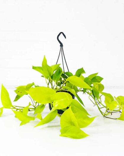 neon pothos epipremnum aureum