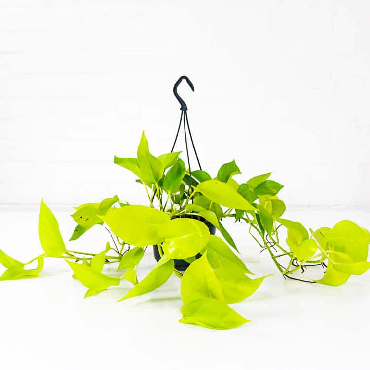 neon pothos hanging plant in basket indoor house neon pothos epipremnum aureum