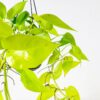 neon pothos hanging plant in basket indoor house neon pothos epipremnum aureum hanging plant