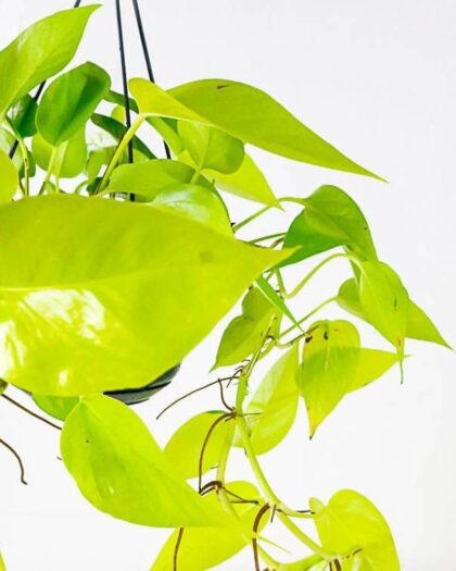 neon pothos epipremnum aureum hanging plant