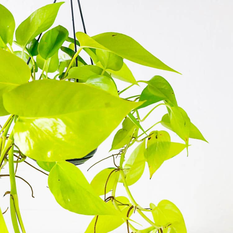 neon pothos hanging plant in basket indoor house neon pothos epipremnum aureum hanging plant