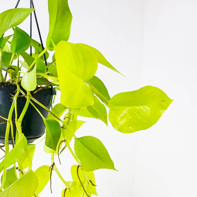 neon pothos hanging plant in basket indoor house Neon Pothos