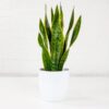 70cm Snake Plant Sansevieria Trifasciata Mother-in-laws Tongue